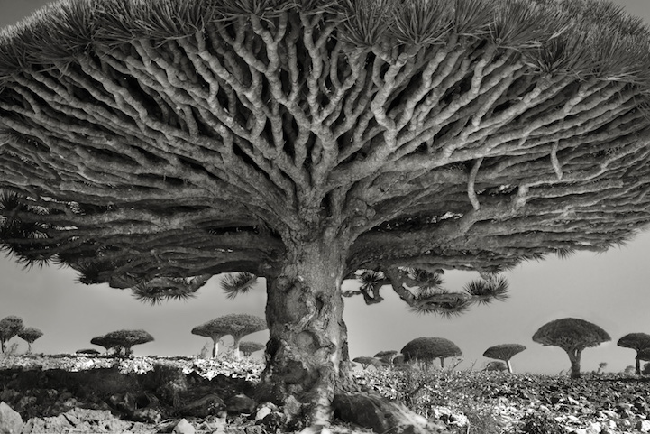 Най-старите дървета на света (1)