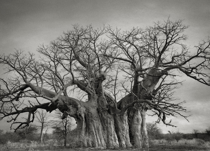 Най-старите дървета на света (14)