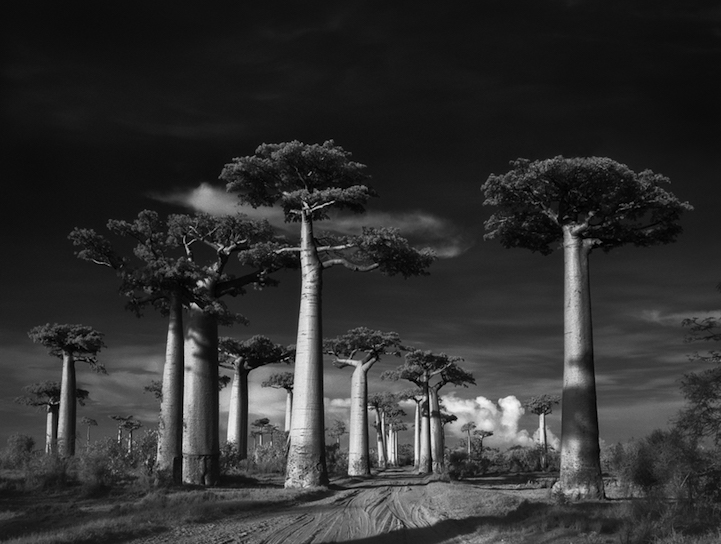 Най-старите дървета на света (2)