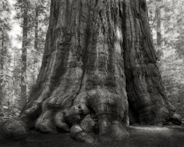 Най-старите дървета на света (3)