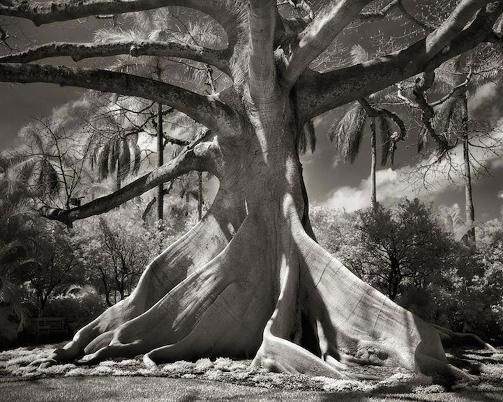 Най-старите дървета на света (5)