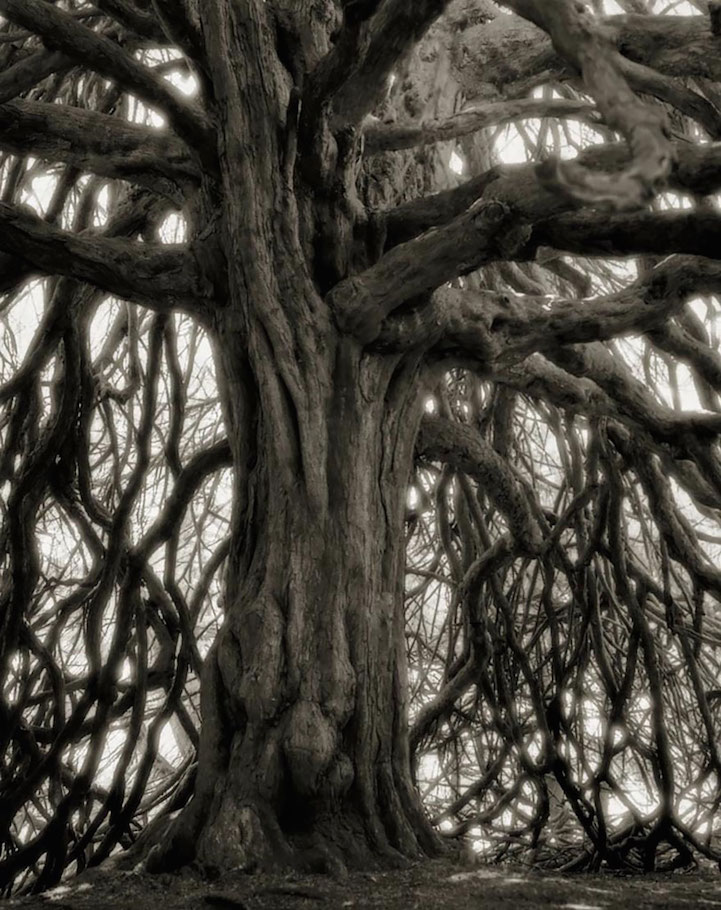 Най-старите дървета на света (9)