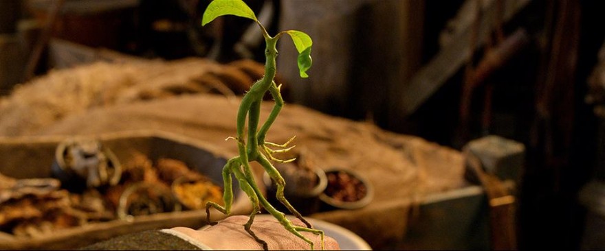 beasts3_bowtruckle