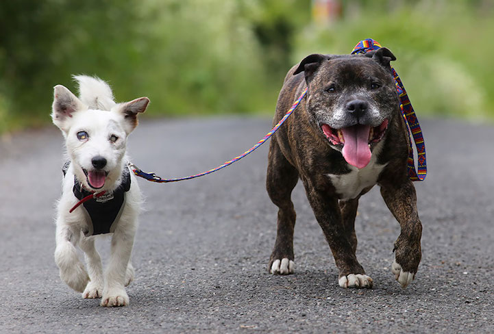 История за преданост и любов: сляпо куче и неговото куче-водач са неразделни