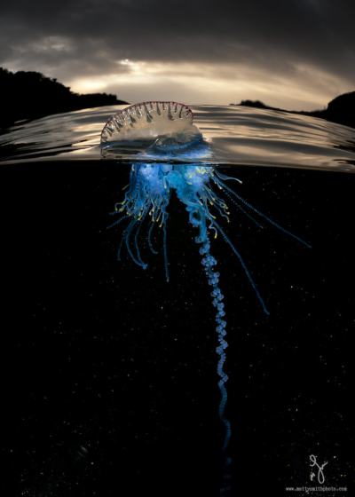 Удивителни фотографии улавят живота над и под морето едновременно