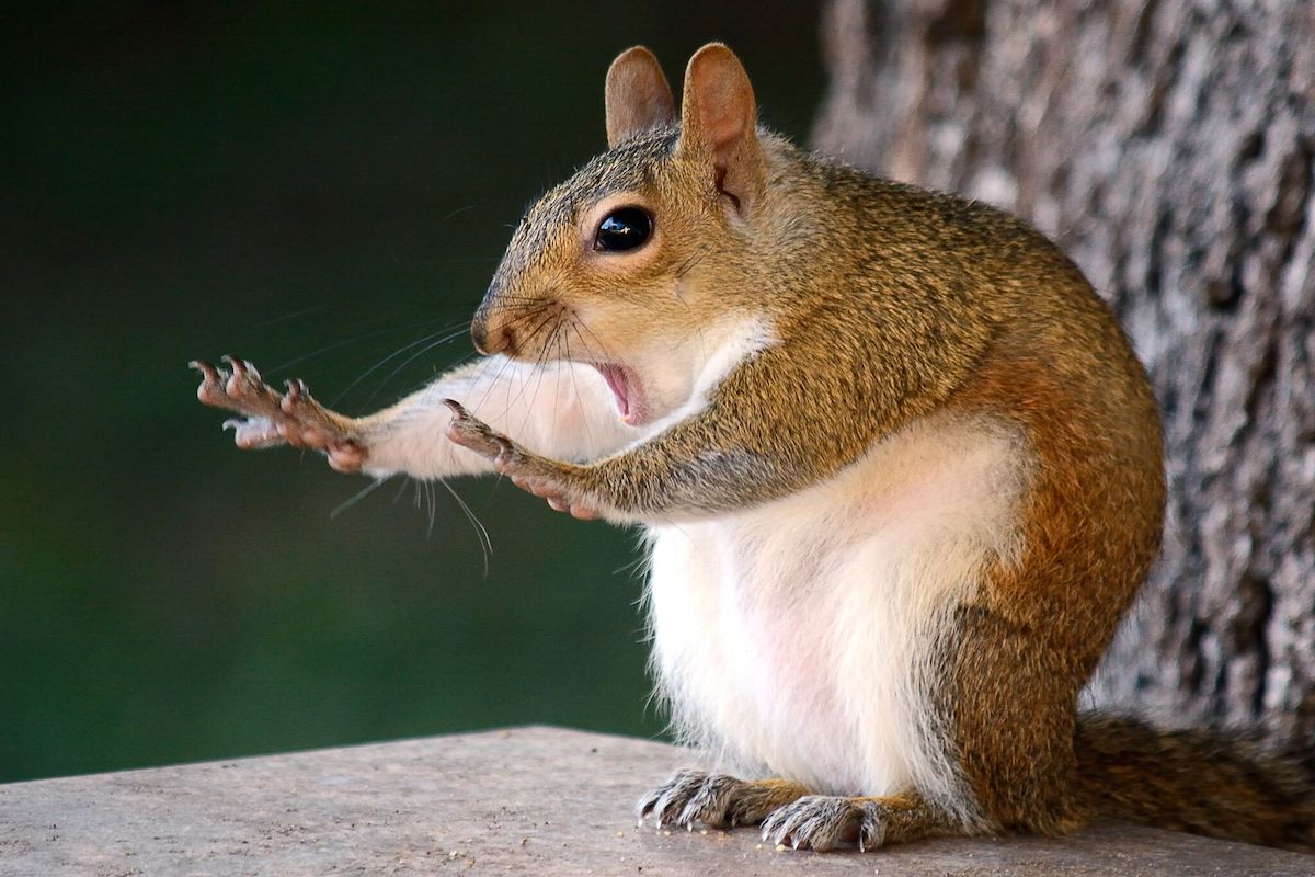 Финалистите в Comedy Wildlife Photography Awards 2018