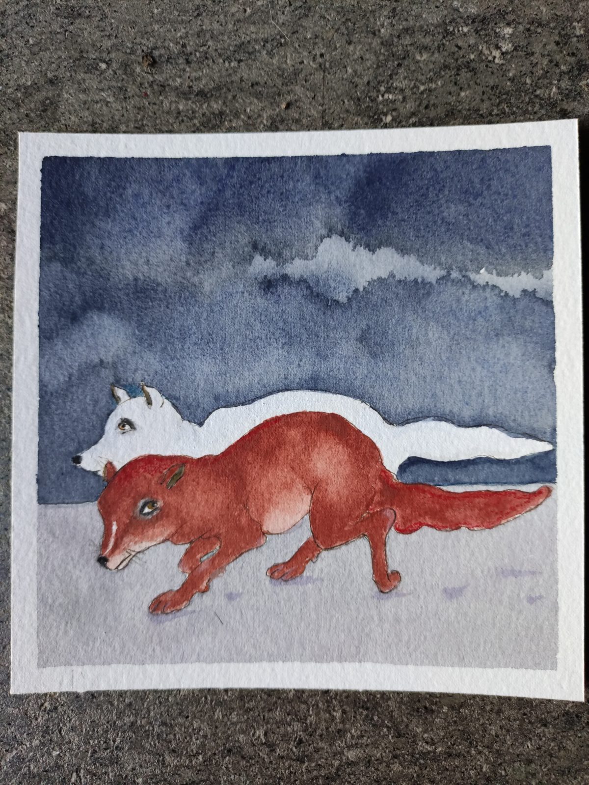 JUDITH-LANGE-ARCTIC-FOXES-FEEL-COLD-IN-THSI-HEAT